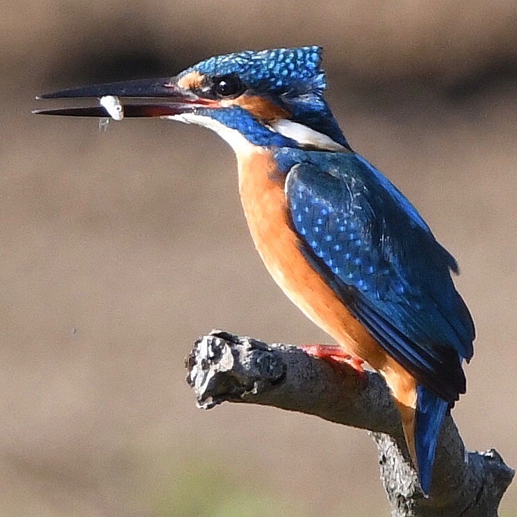 カワセミ (''◇'')ゞ