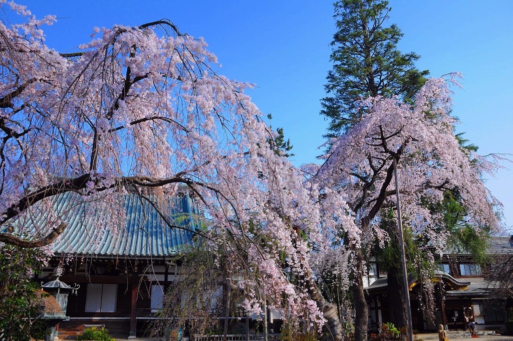 枝垂れ桜 ☆(^^)☆