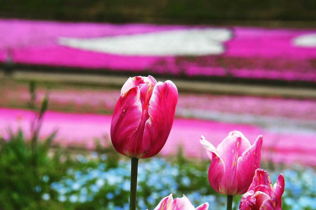 芝桜の丘