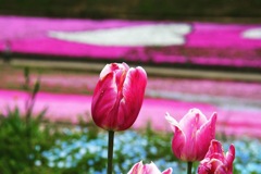 芝桜の丘