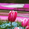 芝桜の丘