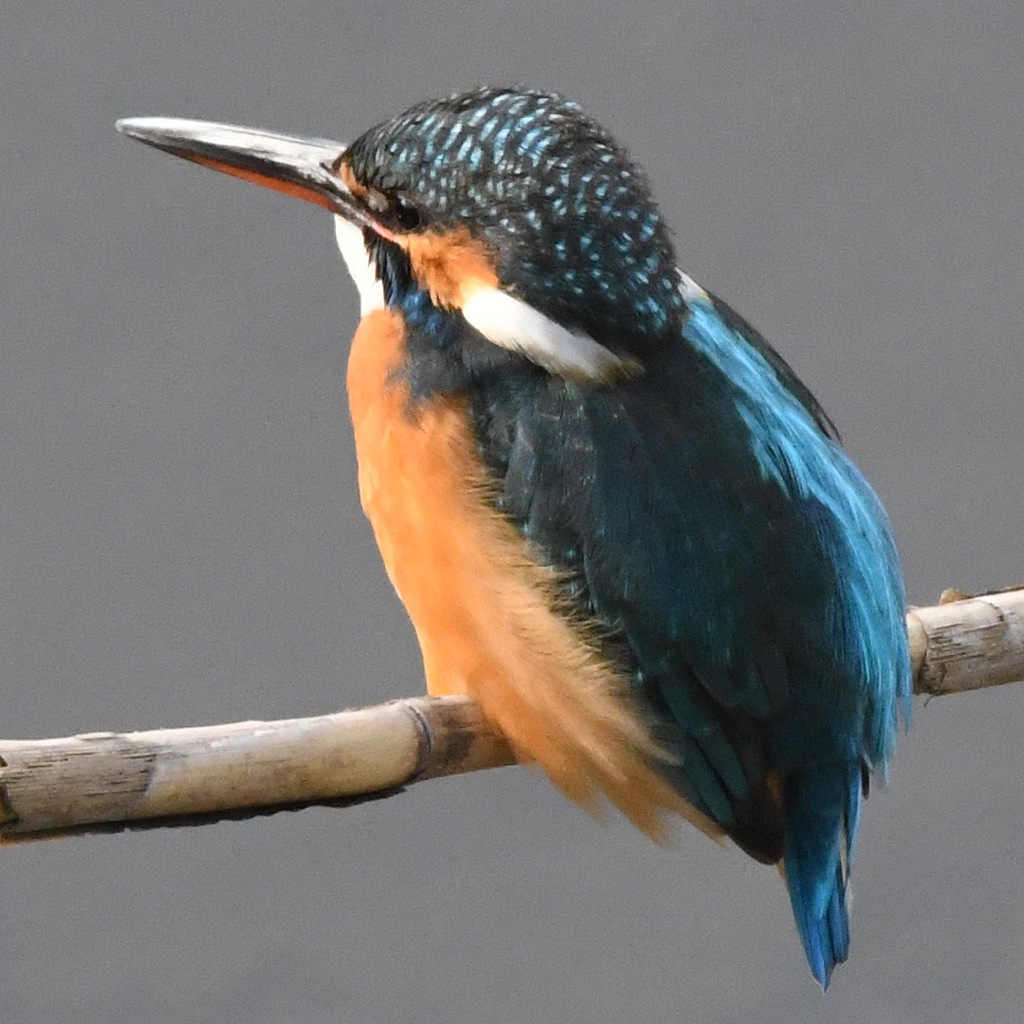 カワセミ (''◇'')ゞ