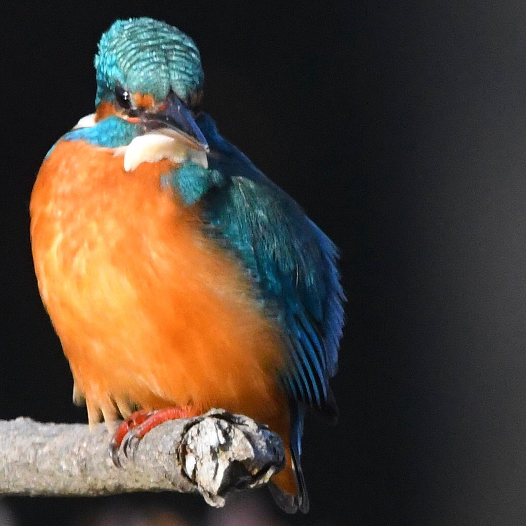 カワセミ (''◇'')ゞ