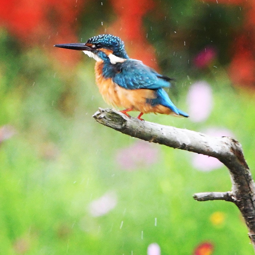 カワセミ (^^♪。