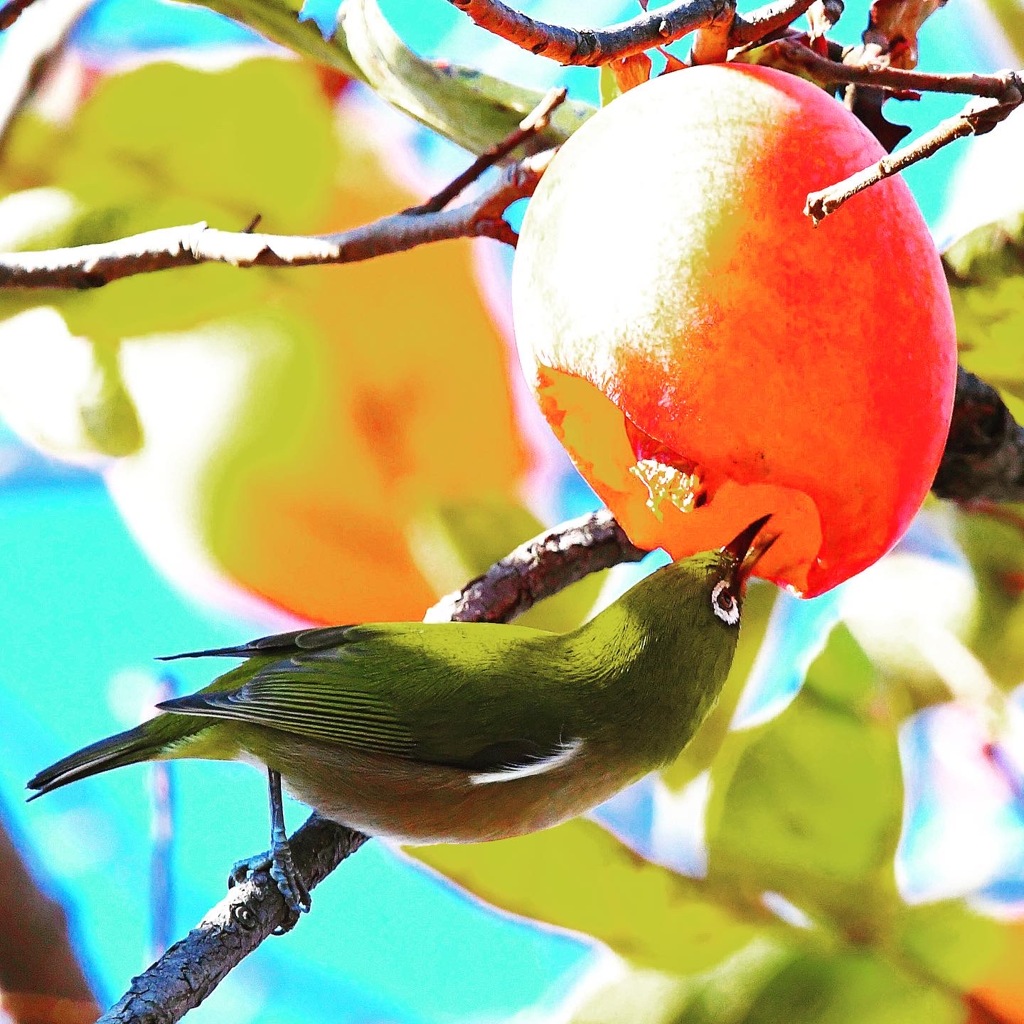 柿ジロー (^^)/~~~