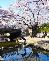 元荒川のさくら並木