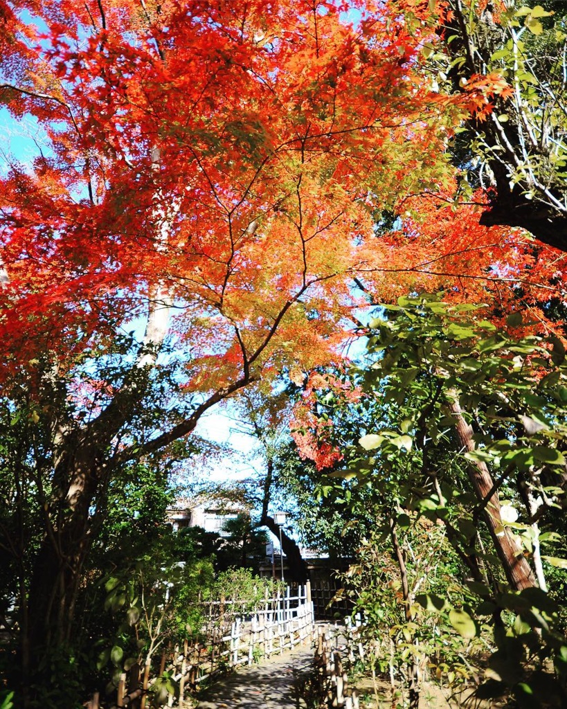 中院の紅葉