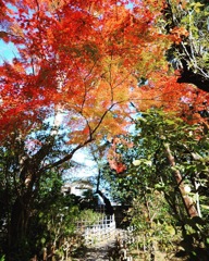 中院の紅葉