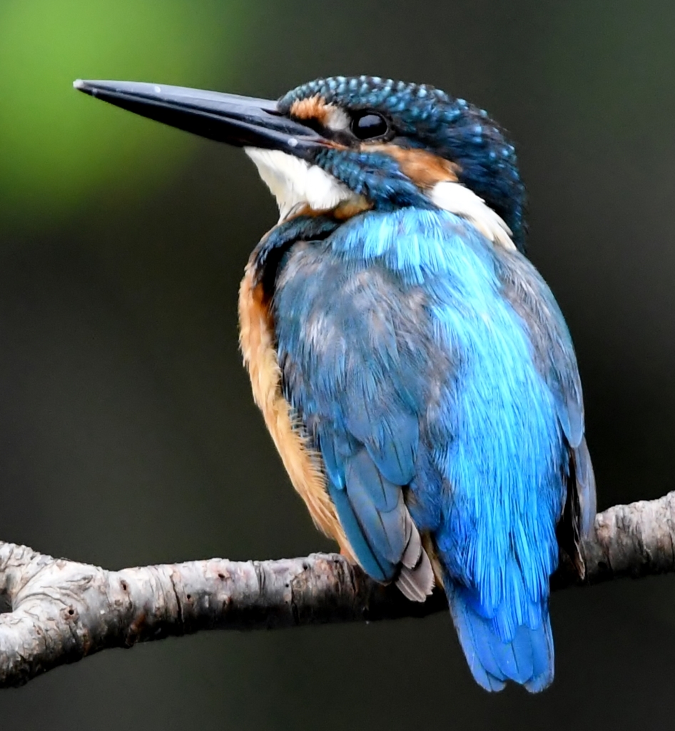 ブルーライン (''◇'')ゞ。