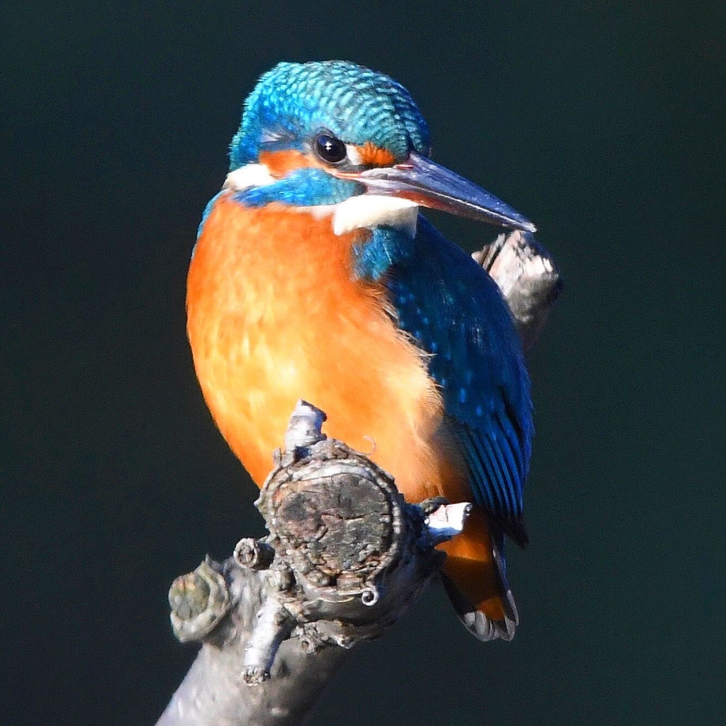 カワセミ (''◇'')ゞ