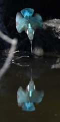 Kingfisher dive scene Take 01
