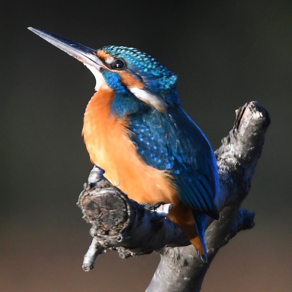 カワセミ (''◇'')ゞ