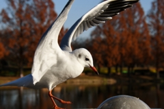 よっと (''◇'')ゞ。