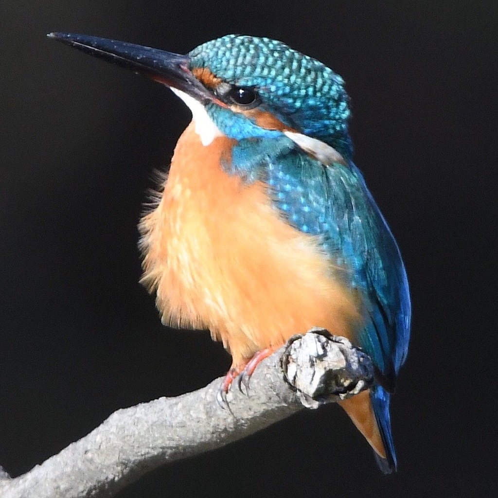 カワセミ　(''◇'')ゞ