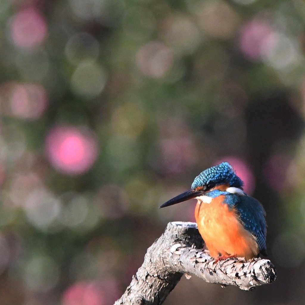 カワセミ (''◇'')ゞ