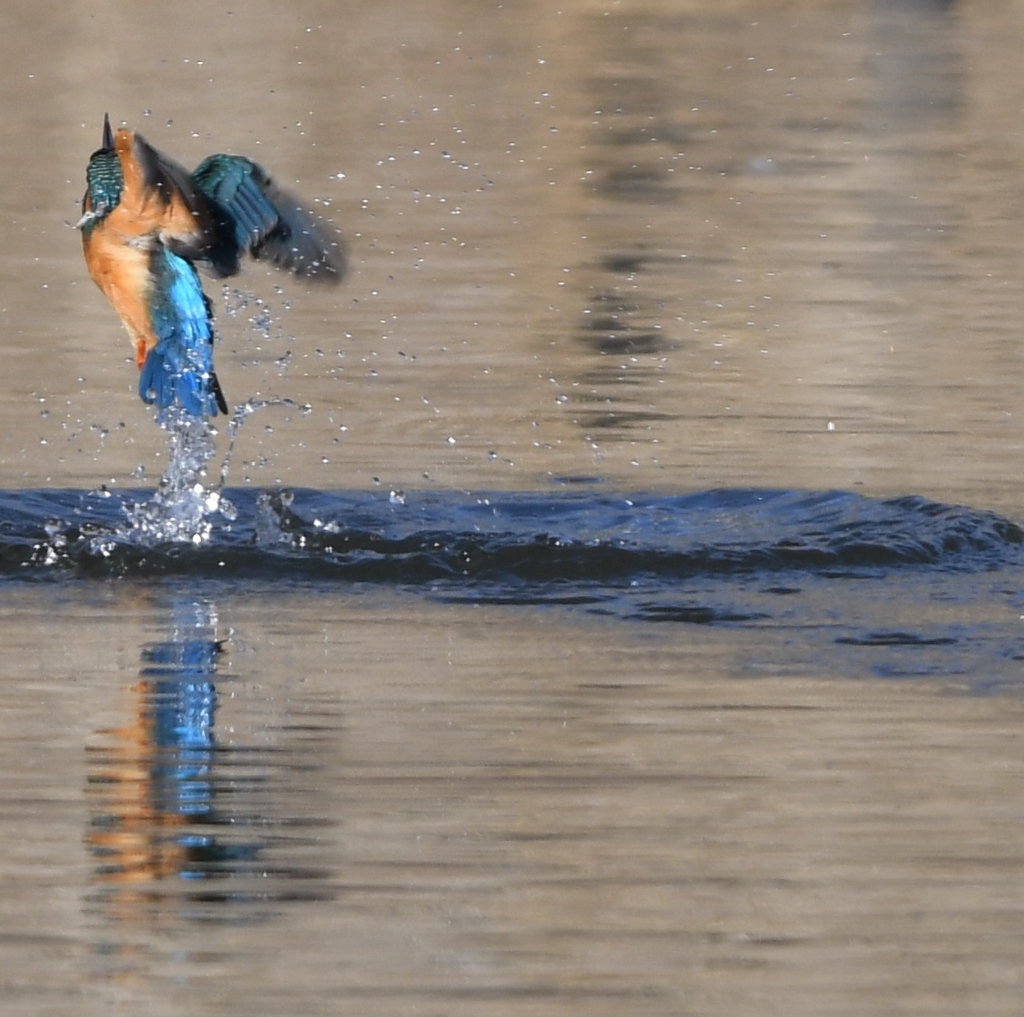 久々のカワちゃん ('◇')ゞ。