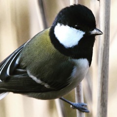 シジュウカラ (^3^)/