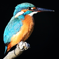 カワセミ ☆(^^)☆