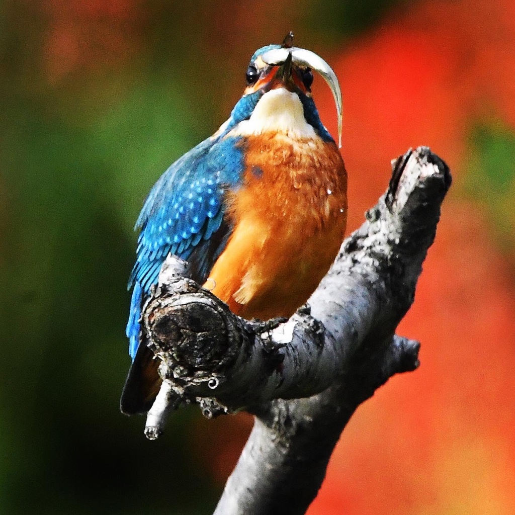 カワセミ (^^♪。