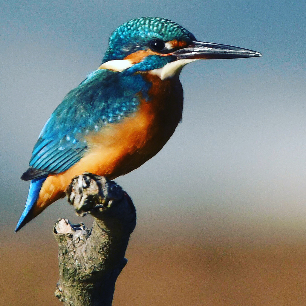 カワセミ (^^)/~~~