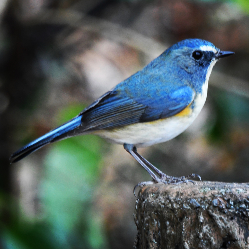 ルリビタキ (^^♪