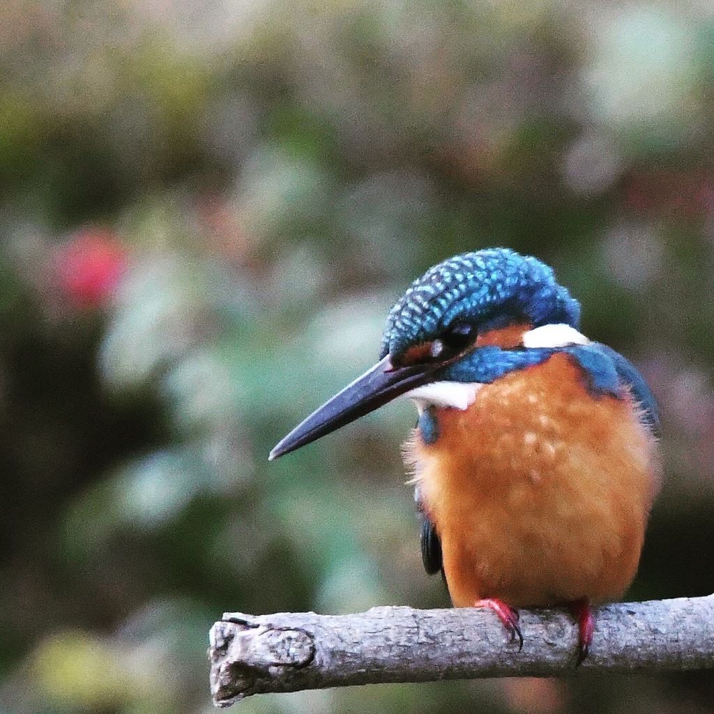 カワセミ (''◇'')ゞ