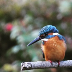 カワセミ (''◇'')ゞ