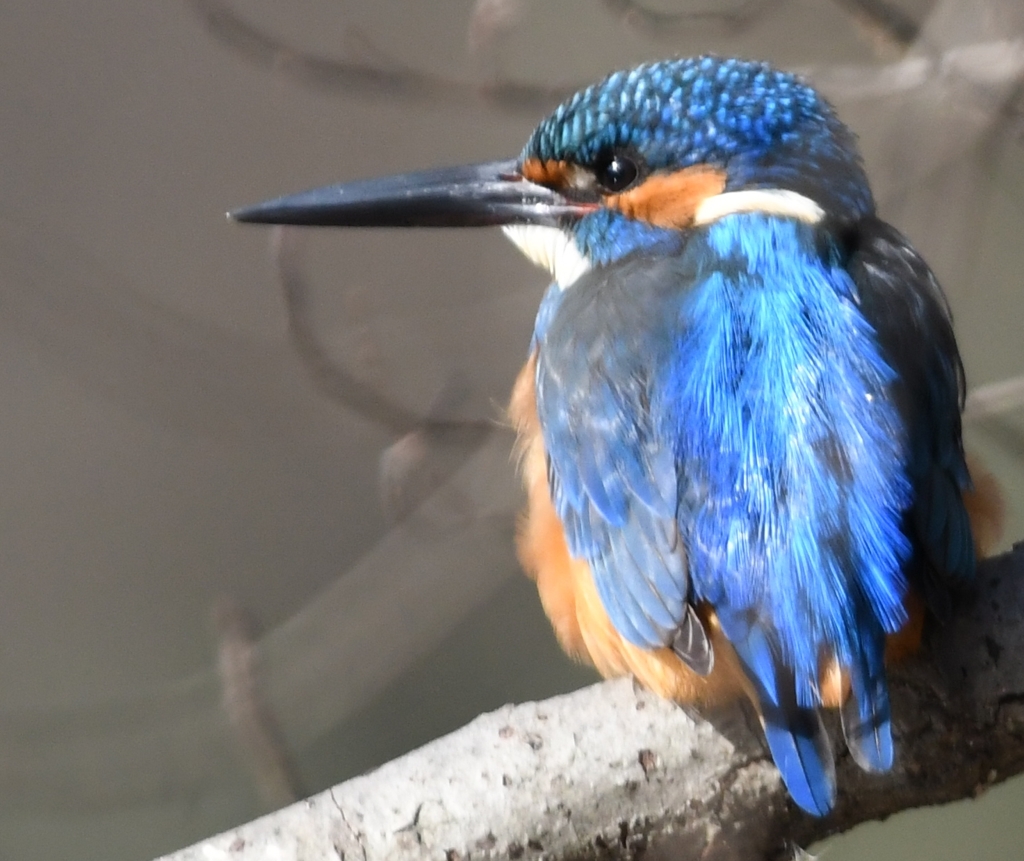Mr.Kingfisher ('◇')ゞ。