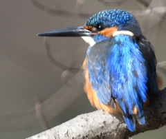 Mr.Kingfisher ('◇')ゞ。