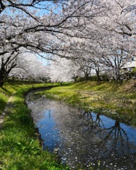 桜 ☆(^^)☆