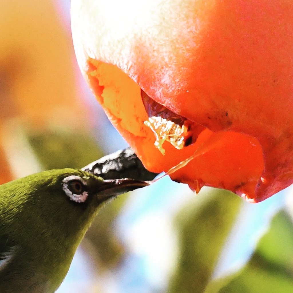 柿食うメジロ (^3^)/