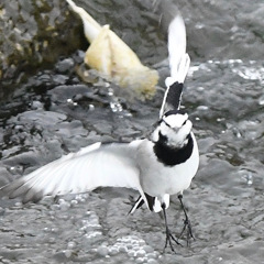ハクセキレイ (^3^)/