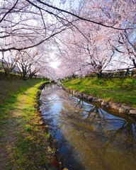 元荒川のさくら並木