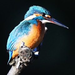 カワセミ (''◇'')ゞ