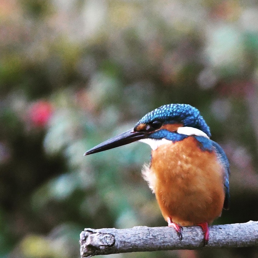 カワセミ (''◇'')ゞ
