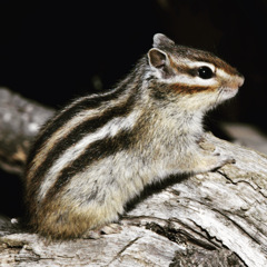 シマリス ( ◠‿◠ )