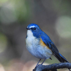 ルリビタキ (^^)/~~~