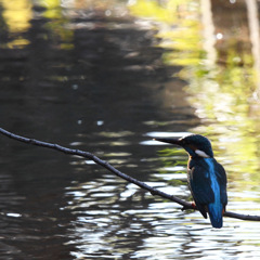 カワセミ (''◇'')ゞ