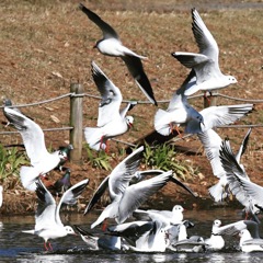 ユリカモメ (^^)/~~~