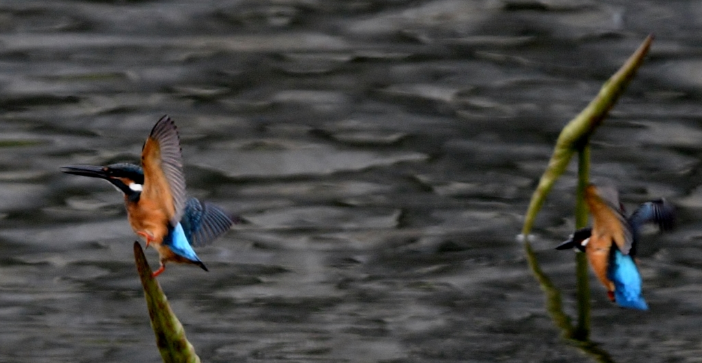 2羽で ～ !(^^)!～ ①