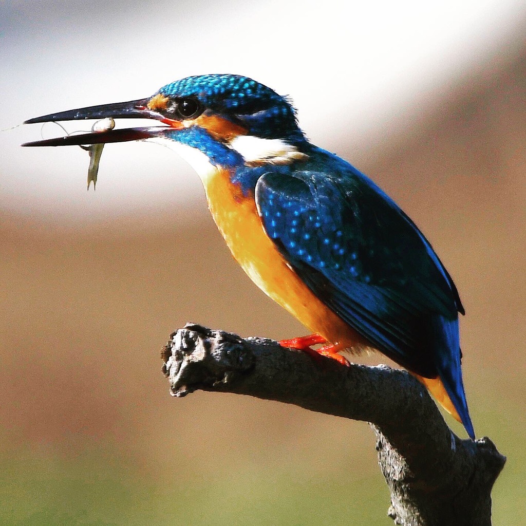 カワセミ (''◇'')ゞ