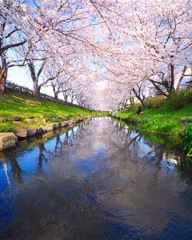 元荒川のさくら並木