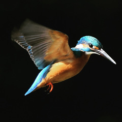 カワセミ ☆(^^)☆