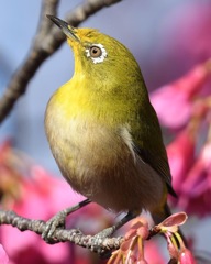 さくジローさん。