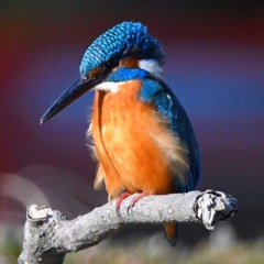 カワセミ (''◇'')ゞ