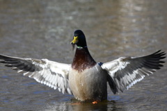 いただき 〜♩。