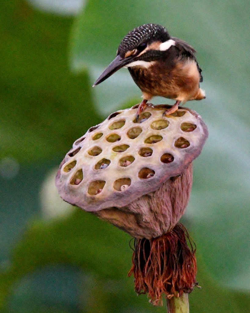 幼鳥 on シャワーヘッド #03