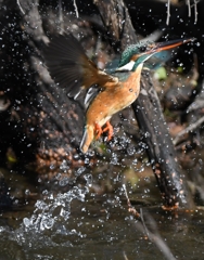 Diving scene of today's kingfisher