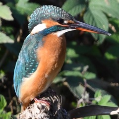 カワセミ (''◇'')ゞ