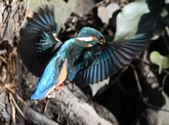Hovering of the kingfisher ('◇')ゞ。